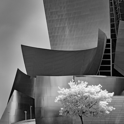 Tree grows in the city